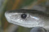 reptielentuin serpo foto